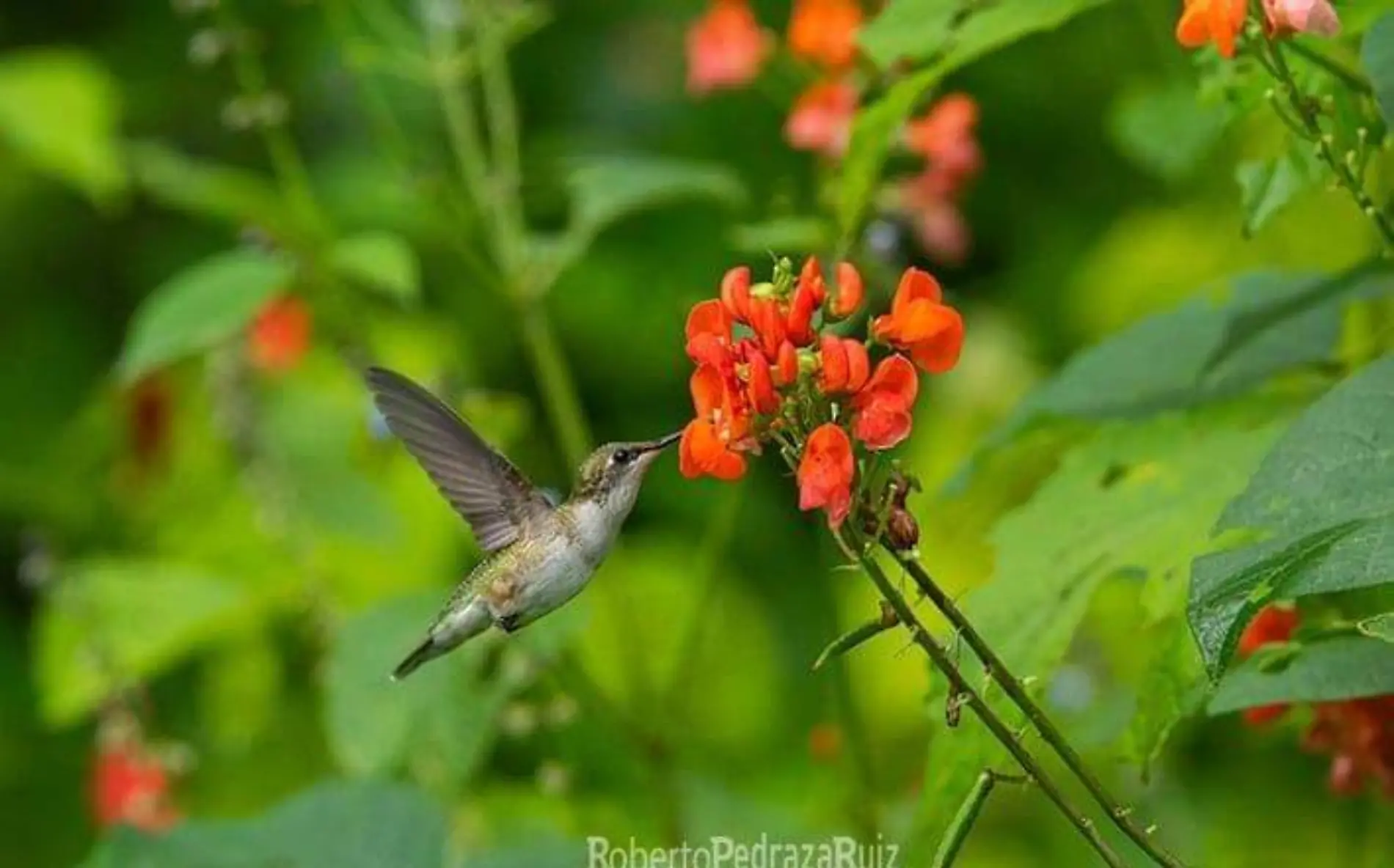 Colibrí